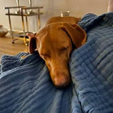 Chien blotti sous une couverture bleu marine